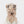 ALDO SCARF Beige |13994991